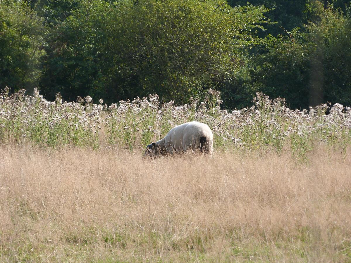 Camping Le Picard Tournieres Esterno foto